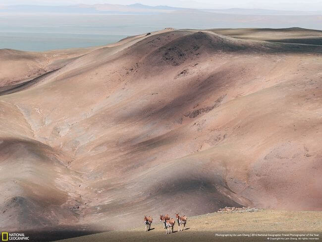 National Geographic Photographer of the year 2016 21