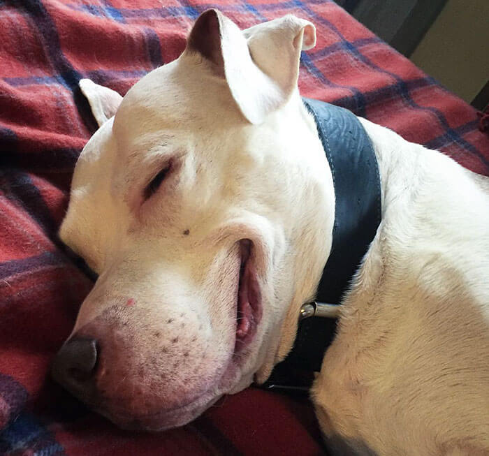 pit bull can't stop smiling 3 (1)