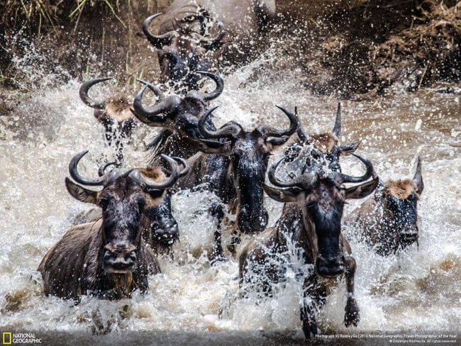 National Geographic Photographer of the year 2016 31