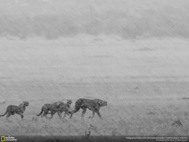 National Geographic Photographer of the year 2016 15