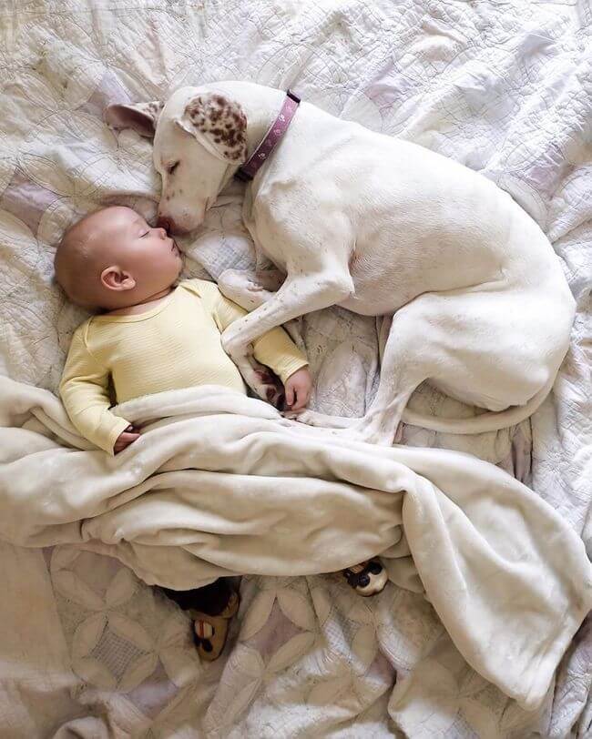 dog and baby nap time 9