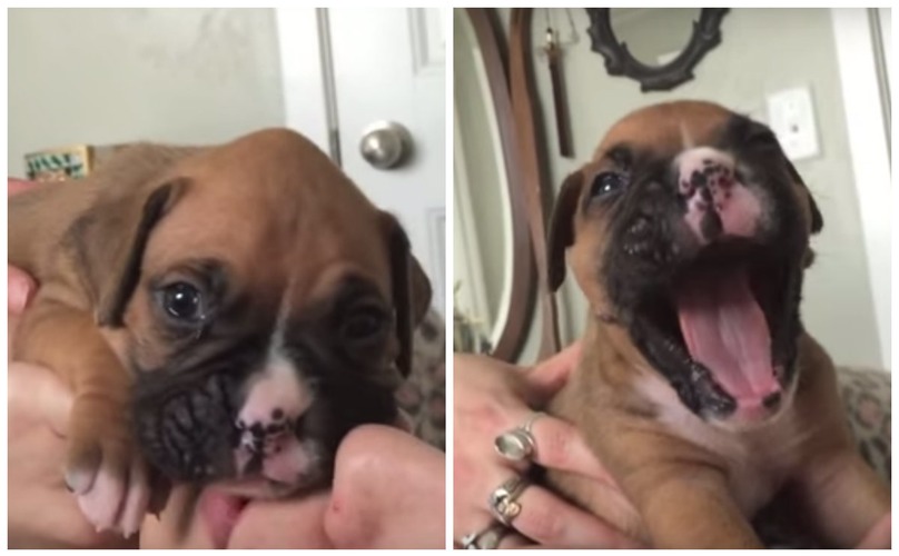 8 week old boxer puppy