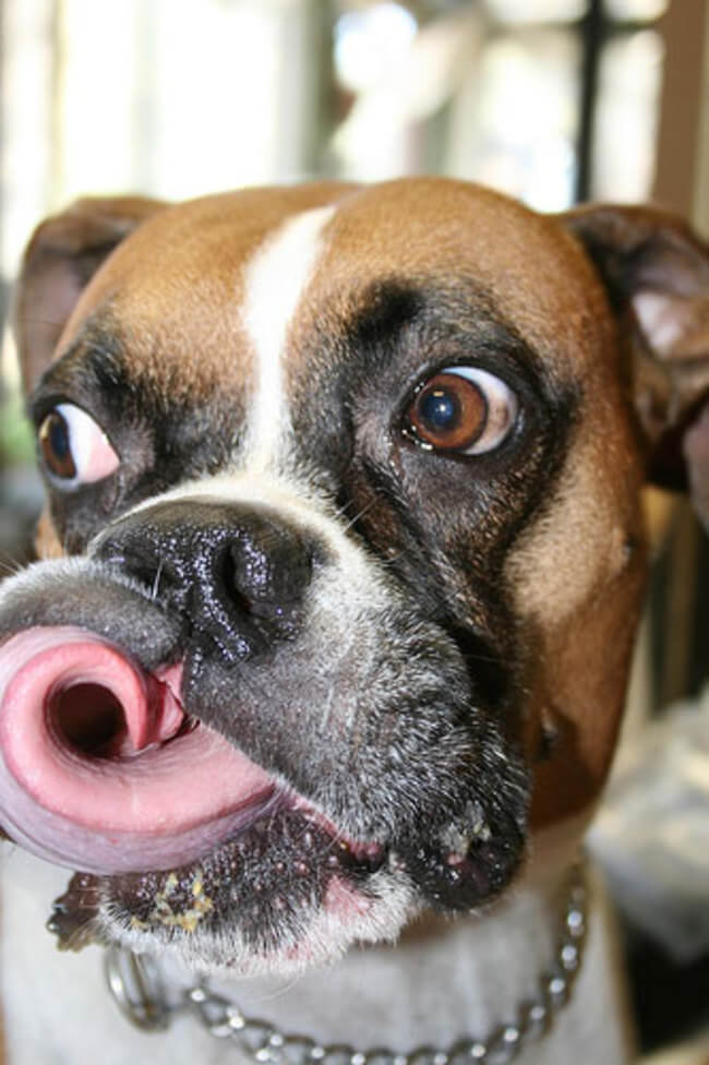 funny boxer dogs