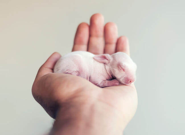 baby bunny pictures 2