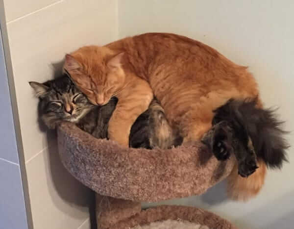 Adorable Cats Insist On Sleeping Together Even After Outgrowing Their Bed