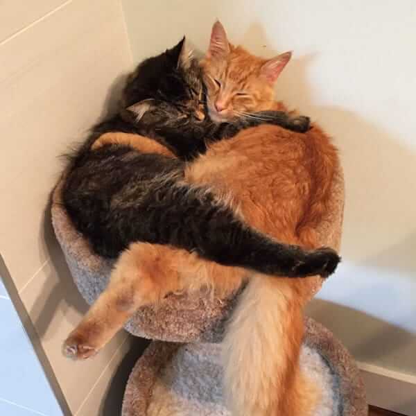 Cats Can’t Stop Cuddling 5 (1)