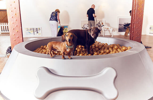 interactive art for dogs 3