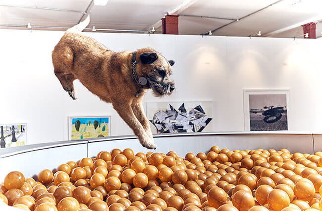 interactive art for dogs 4