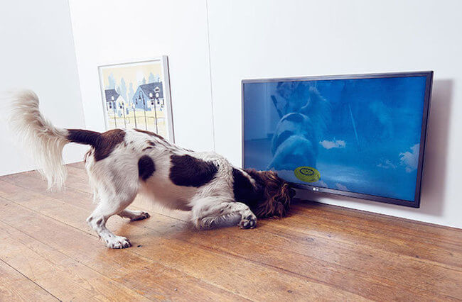 interactive art for dogs 6