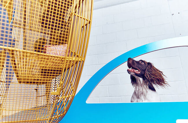 interactive art for dogs 7