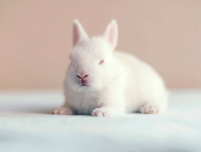 little bunny pictures 6