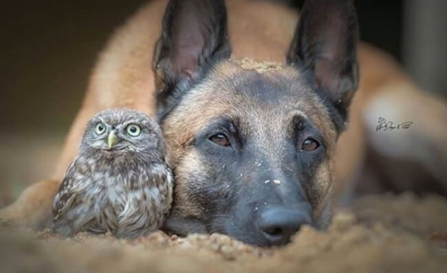 dog and owl friends 1