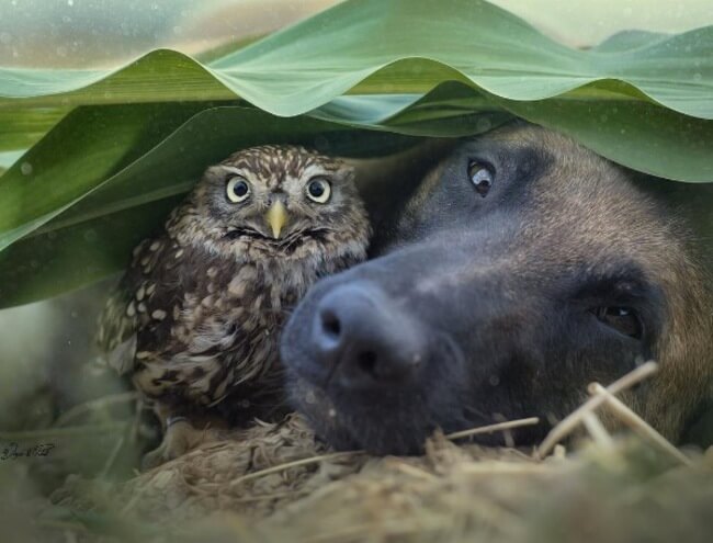 dog and owl friends 2