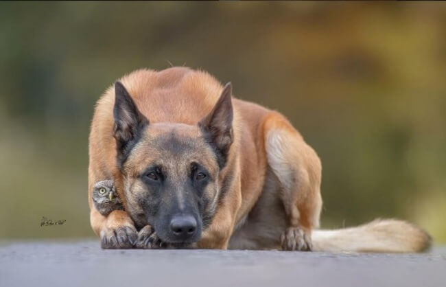 dog and owl friends 3