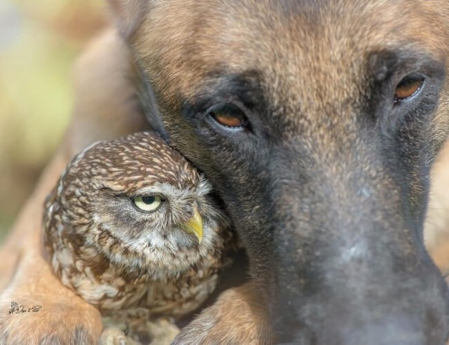 dog and owl friends 4