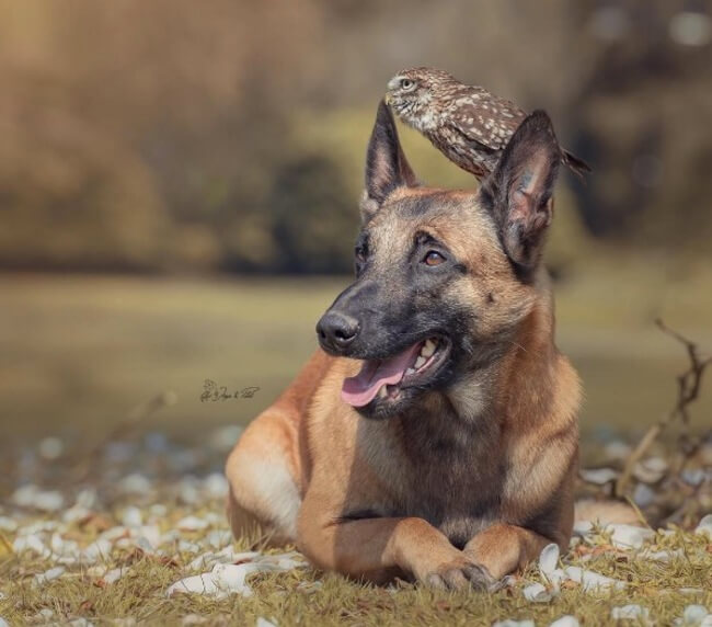 dog and owl friends 5