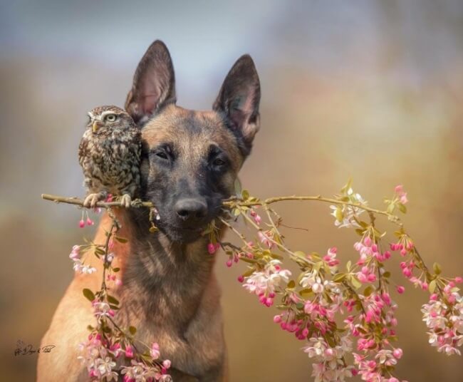 dog and owl friends 6