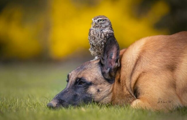 dog and owl friends 7