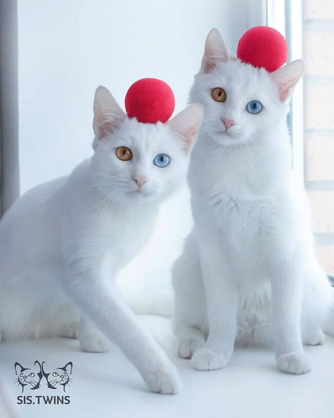 twin cats 3