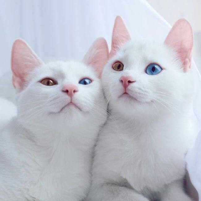 twin cats 1