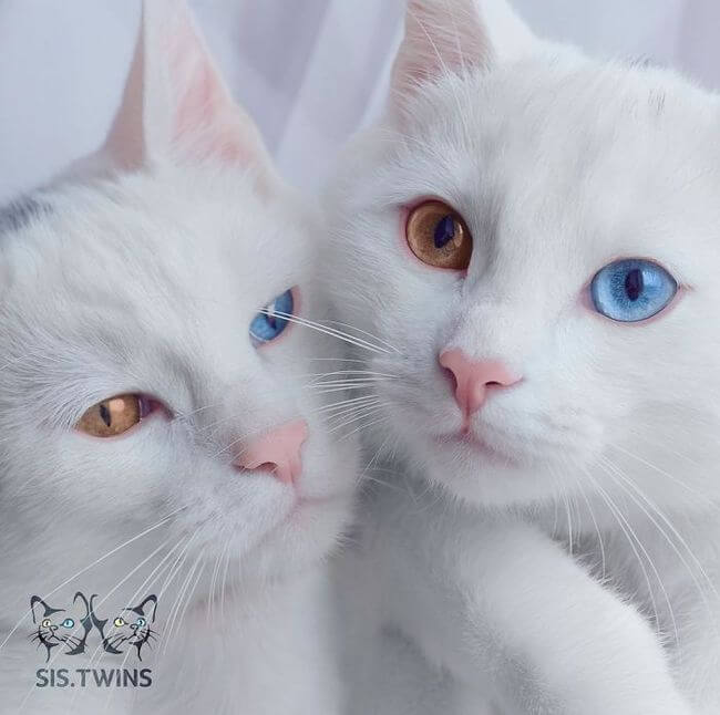 twin cats 7