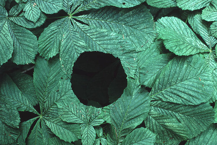 andy goldsworthy art 15 (1)