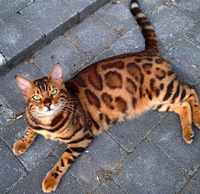 This is Thor, The Bengal House Cat That's Dominating Instagram Right Now