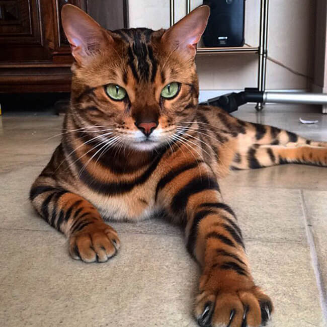 bengal house cat 1