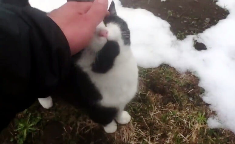 cat guides man down a mountain 3 (1)