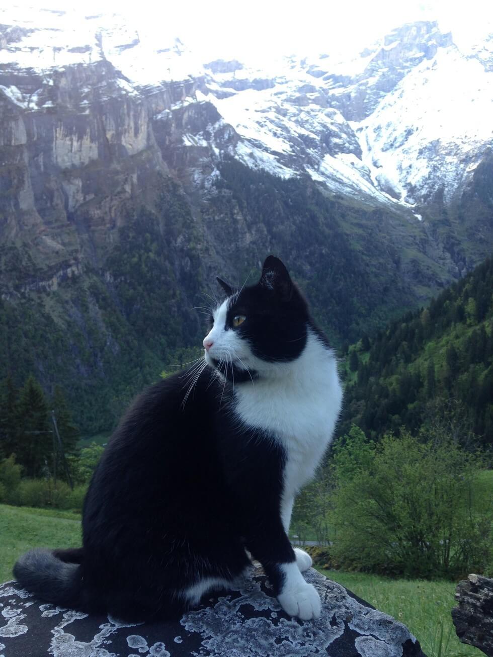 cat guides man down a mountain 4 (1)
