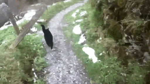 cat guides man down a mountain 5