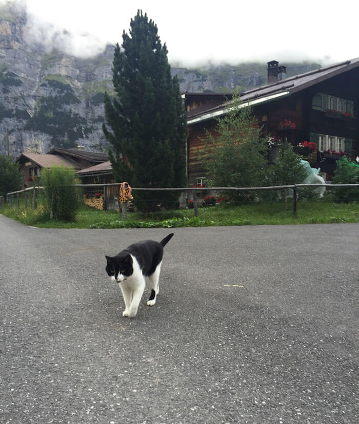 cat guides man down a mountain 6 (1)