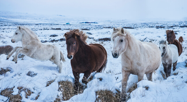 iceland photos 11 (1)