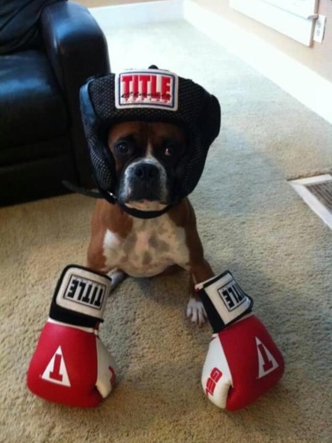 baby boxers 6