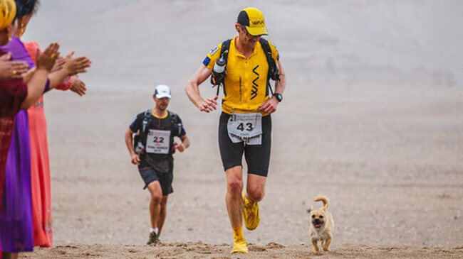 dog runs marathon 4