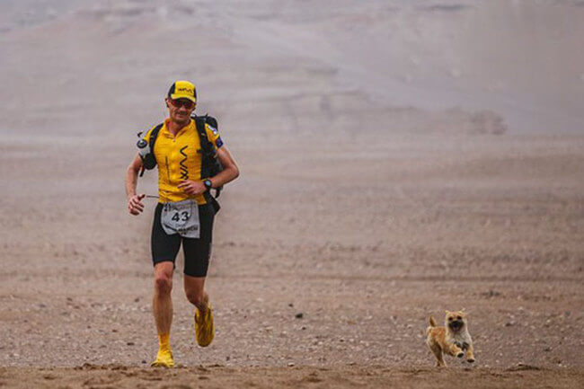 dog runs marathon 1