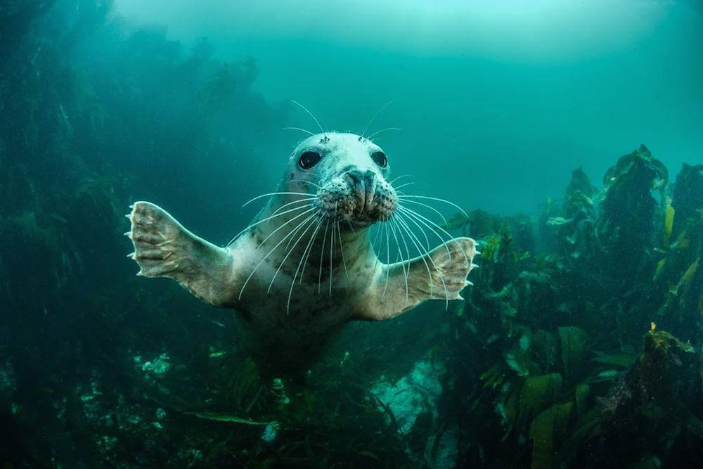 2016 British Wildlife Photography Awards 2 (1)