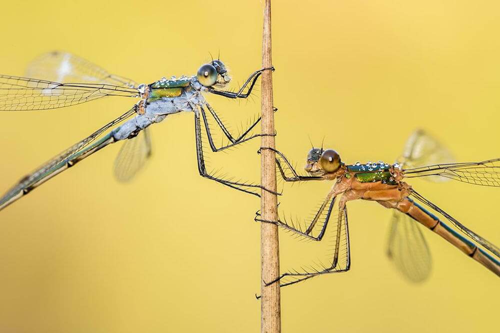 2016 British wildlife pics 9 (1)