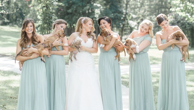 Puppies wedding photos (1)