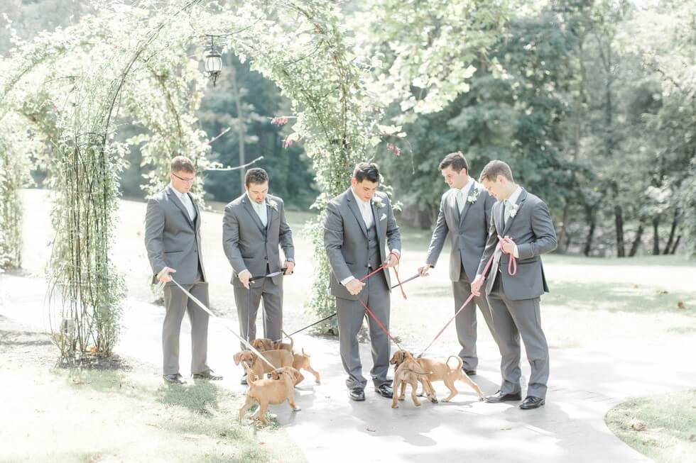 Puppies wedding photos 6 (1)