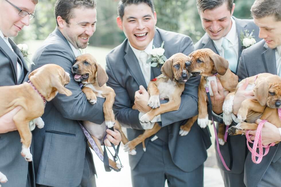 Puppies wedding photos 7 (1)