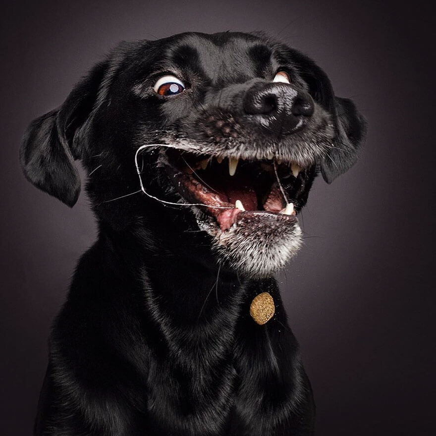 Dogs Trying To Catch Treats Mid-Air Make For Hilarious Photos