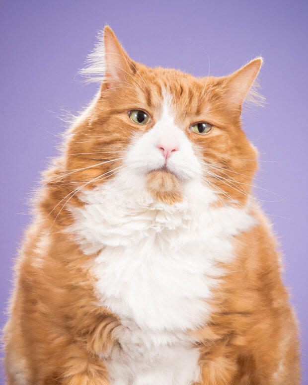 Photographer Takes Delightful Fat Cat Pictures To Show Chubby Cats Are