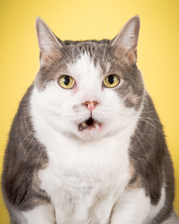 Photographer Takes Delightful Fat Cat Pictures To Show Chubby Cats Are Adorable