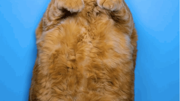 fat cat pictures 19