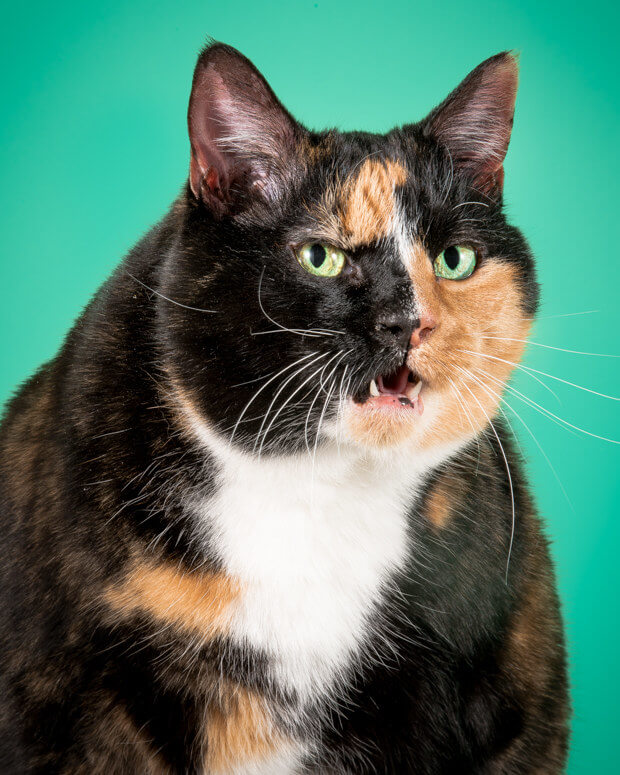 Photographer Takes Delightful Fat Cat Pictures To Show Chubby Cats Are 