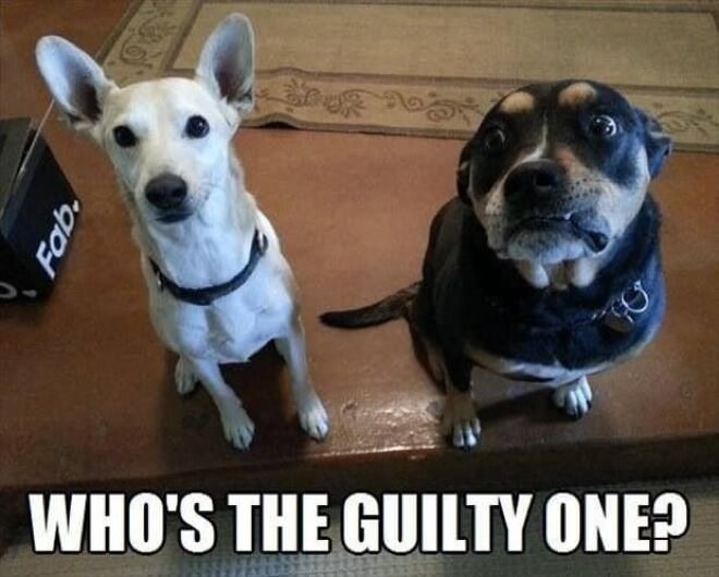 guilty dogs 7 (1)