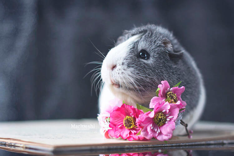 guinea pig pictures 10 (1)