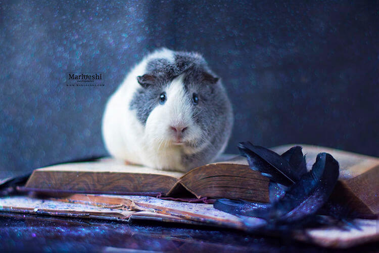 guinea pig portraits 21 (1)