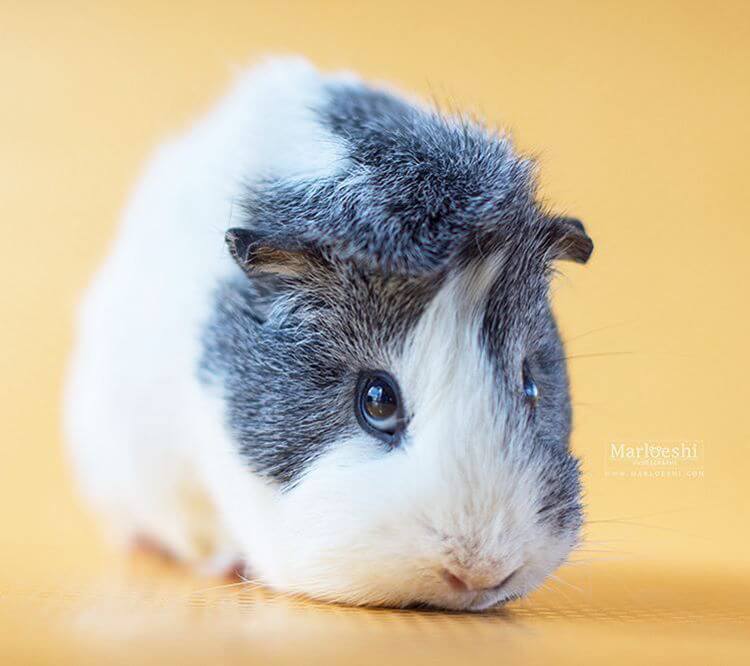 guinea pig pictures 23 (1)